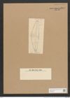 Cymbella bengalensis Grun. (de-Toni-Nr.: Genus 33, Species 1403) Zeichnungen Sammlung Grunow Nr. 2677 (NHMW-BOT-W0369928)